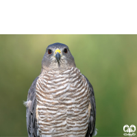 گونه پیغو Levant Sparrowhawk